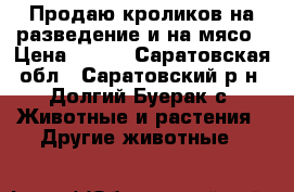 Продаю кроликов на разведение и на мясо › Цена ­ 200 - Саратовская обл., Саратовский р-н, Долгий Буерак с. Животные и растения » Другие животные   